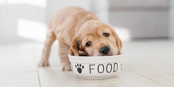 Free Carna4 Dog Food Sample