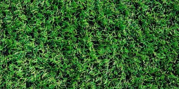 Free Samples of Artificial Grass