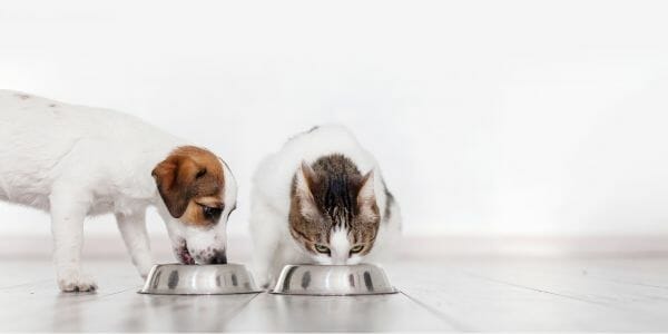 Free Pet Food Samples for Cats & Dogs