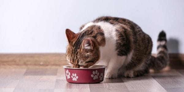 Free Sample of Feline Natural Cat Food