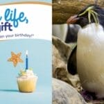 Free Aquarium Visit on Your Birthday