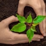 Free Wildflower Seed Paper