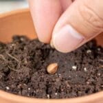 Free Pack of Seeds